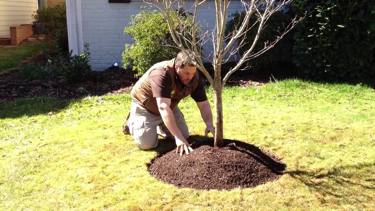 Preparing freshly planted trees this winter season